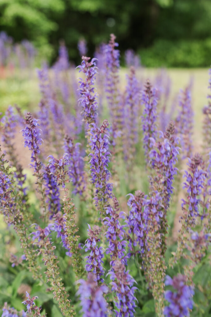 lavender flowers