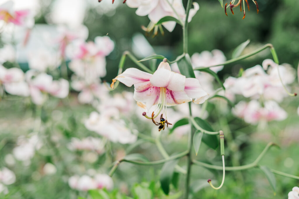 reynolda gardens flowers