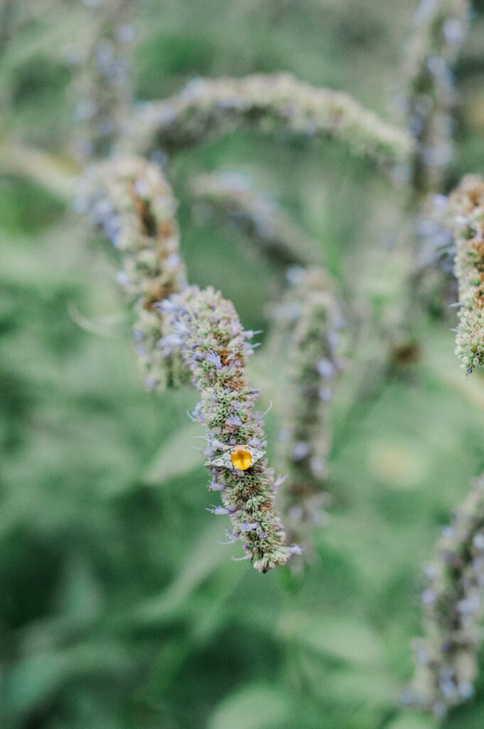 yellow engagement ring on flower