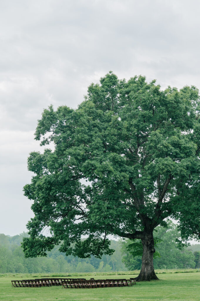 Summerfield farms oak tree